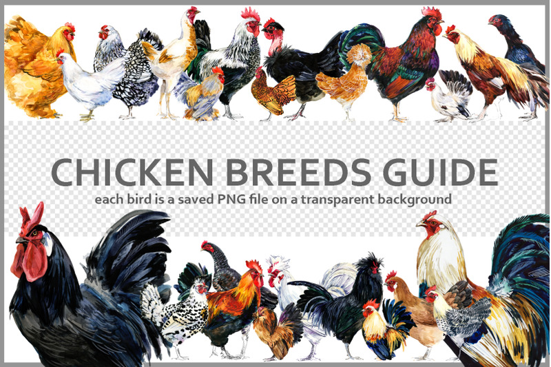 chicken-breeds-guide-watercolor-png