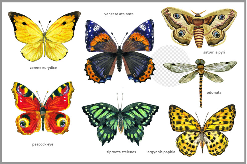 butterfly-watercolor-guide-png
