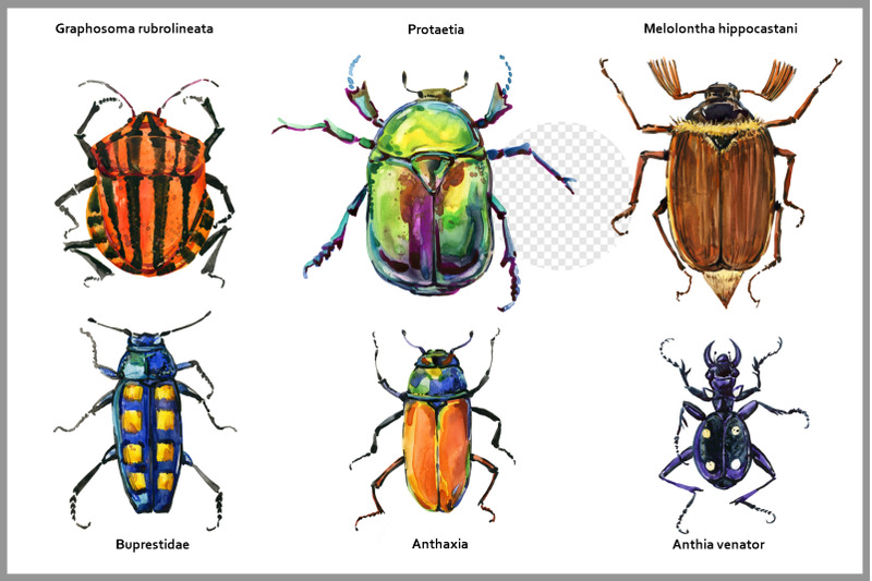 beetles-watercolor-guide-png
