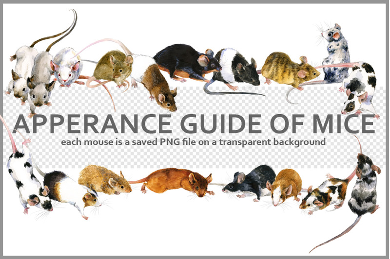 apperance-guide-of-mice-png