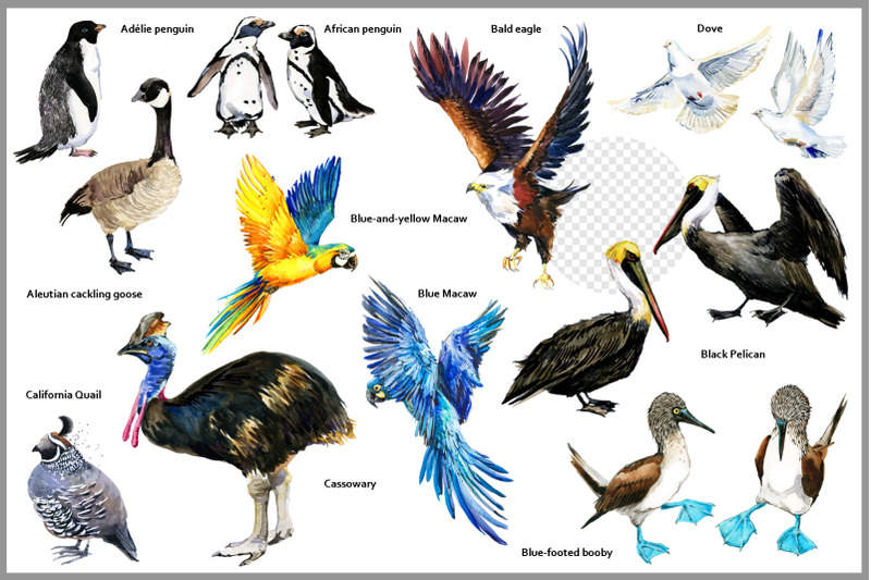 watercolor-bird-collection-png