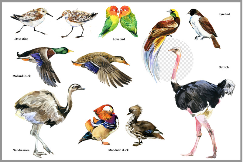 watercolor-bird-collection-png