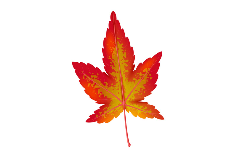 realistic-autumn-leaf-red-and-orange-maple-foliage-bright-colors-fal