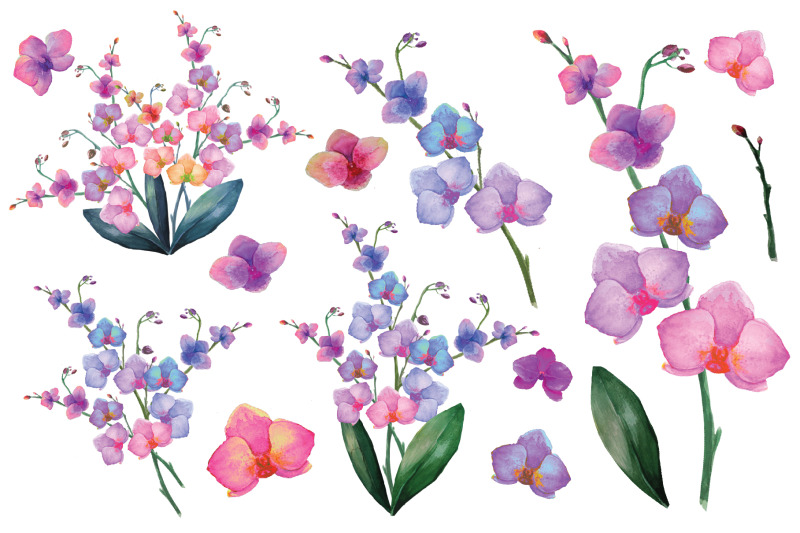 orchid-set