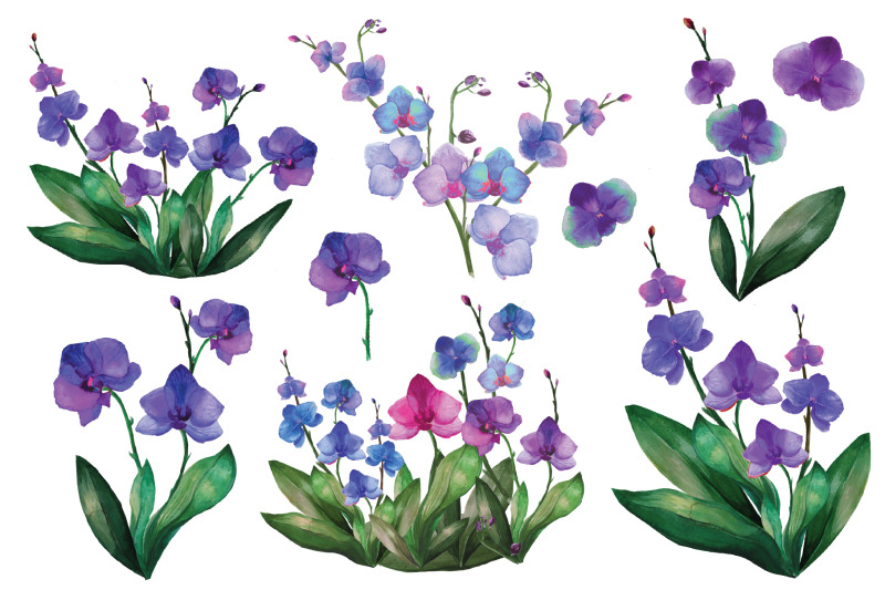 orchid-set