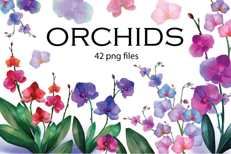 orchid-set