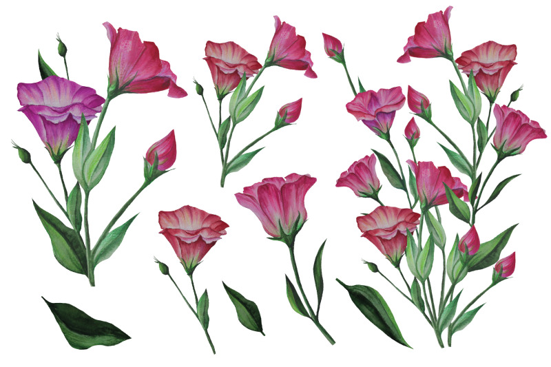 eustoma-set