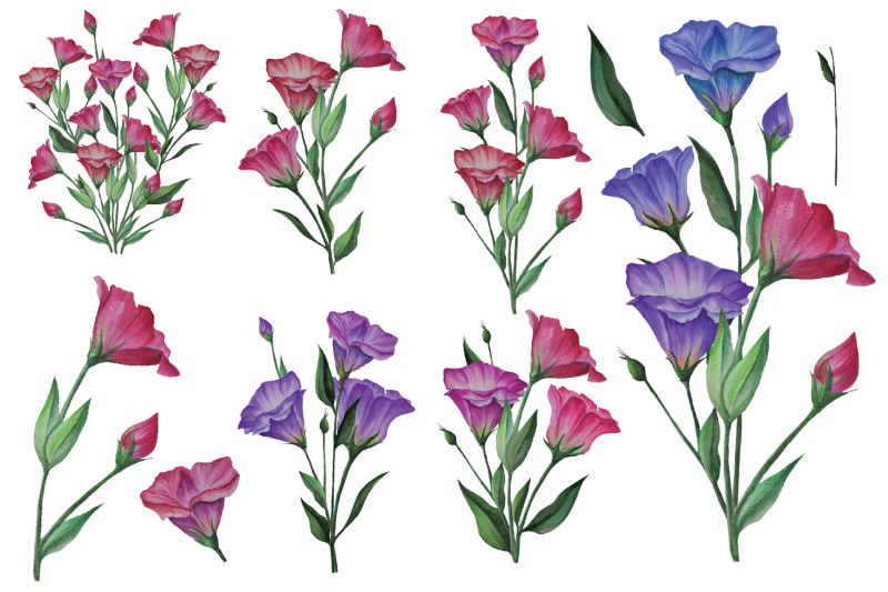 eustoma-set