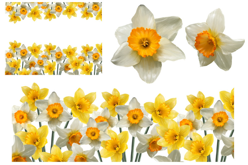 daffodils-set