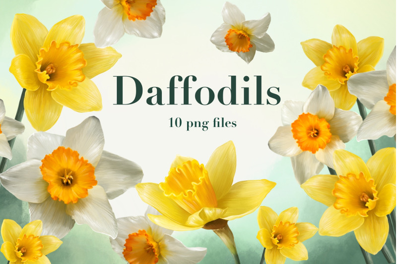 daffodils-set