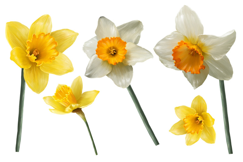 daffodils-set