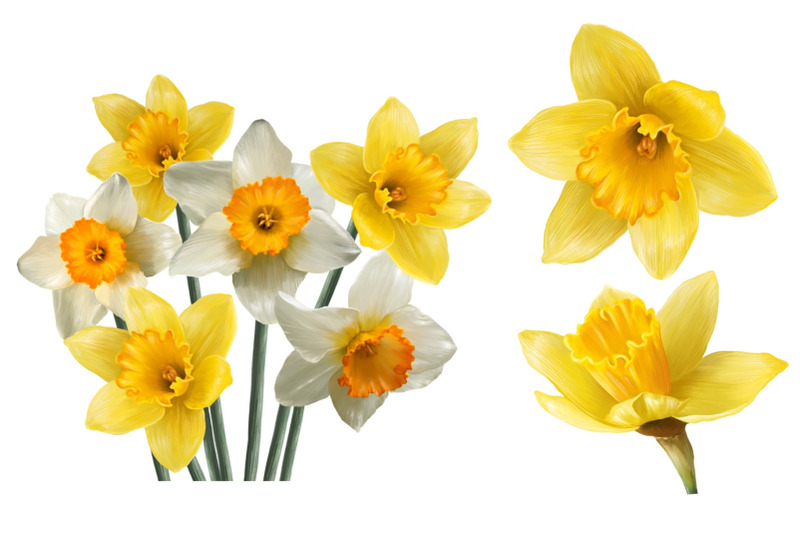 daffodils-set