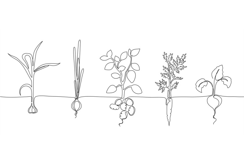 one-continuous-line-vegetable-row-hand-drawn-growing-root-crops-orga