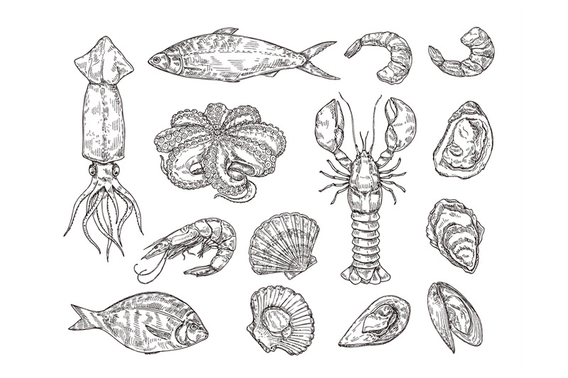 sketch-seafood-hand-drawn-lobster-scallops-squid-and-octopus-shell