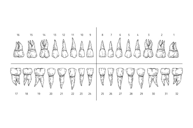 tooth-types-sketch-teeth-with-roots-dentist-tooth-numbers-system-and