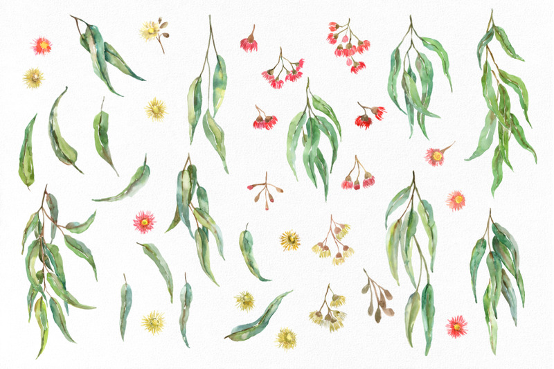 watercolor-eucalyptus-leaves-amp-flowers