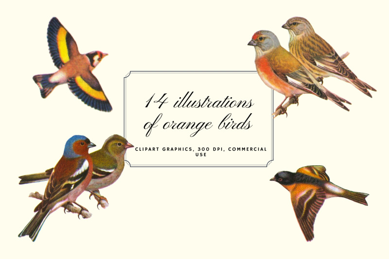 vintage-birds-antique-birds-clipart