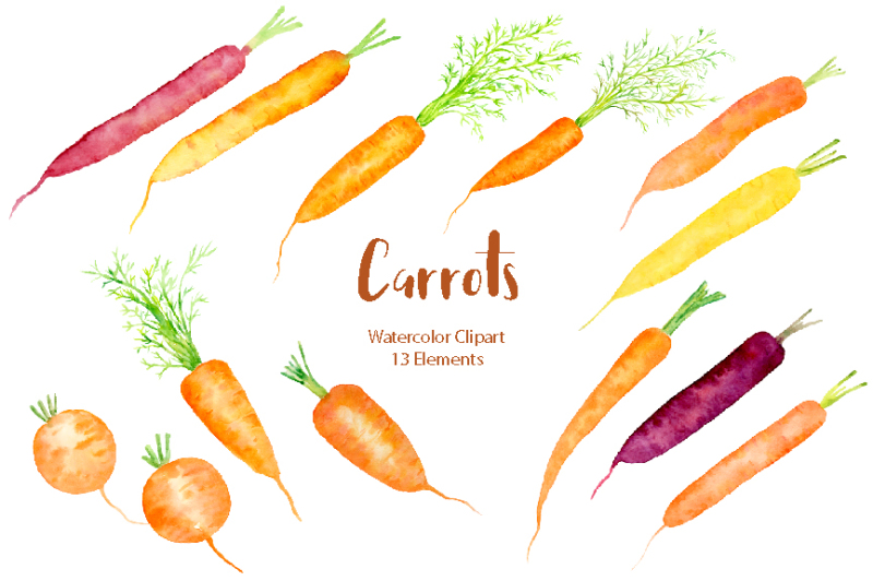 watercolor-carrot-illustration