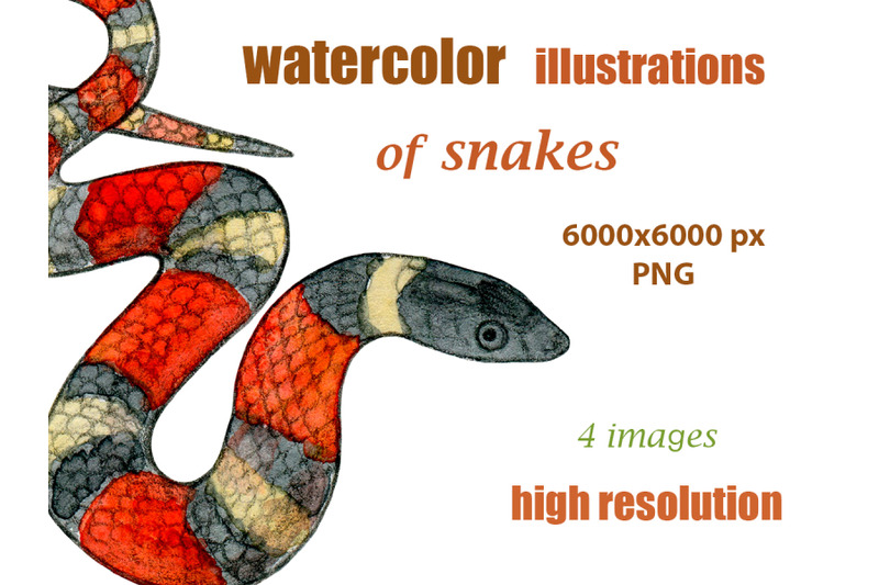 watercolor-illustrations-of-snakes