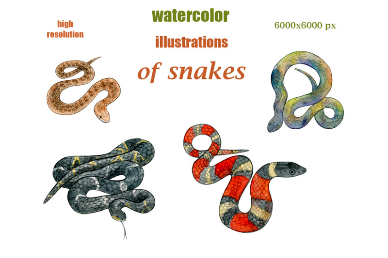 watercolor-illustrations-of-snakes