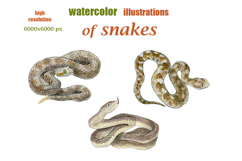 watercolor-illustrations-of-snakes