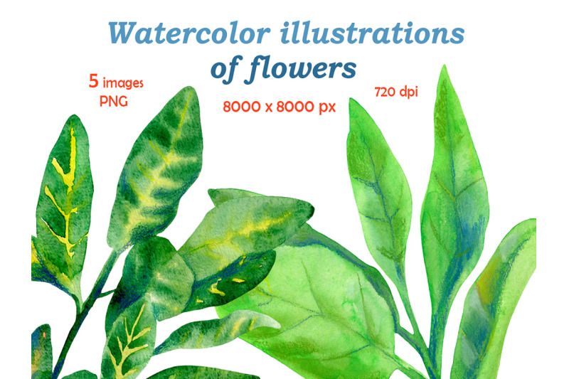 watercolor-illustrations-of-flowers