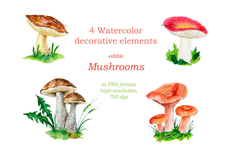 watercolor-illustration-of-the-forest-mushrooms