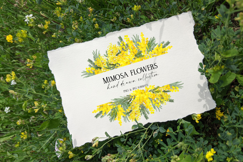 mimosa-flowers-spring-collection