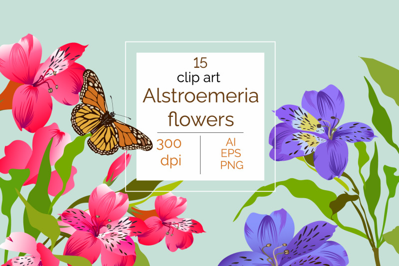 alstroemeria-flower-set