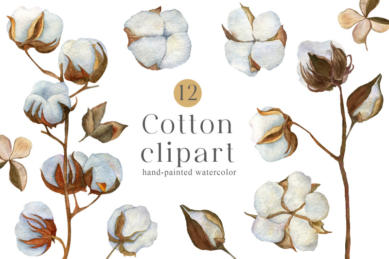 watercolor-cotton-clipart-png-boho-flowers-winter-clipart-dried-floral