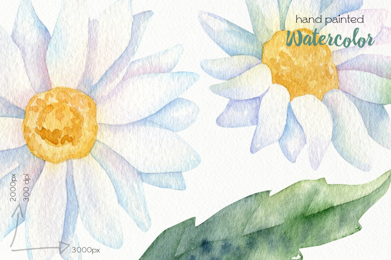 watercolor-daisy-flower-clipart-png-files