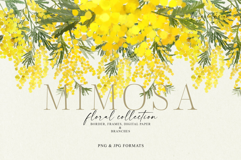 mimosa-flower-collection