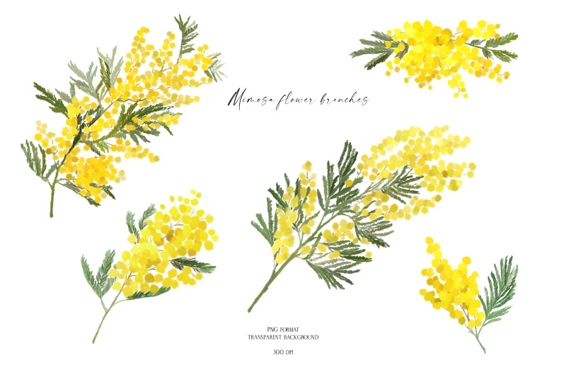 mimosa-flower-collection
