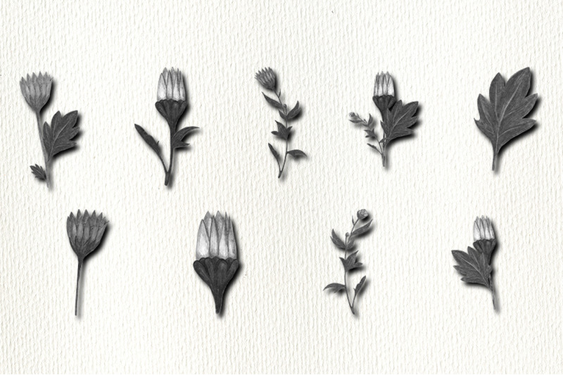 flower-clipart-black-and-white-illustrations-png