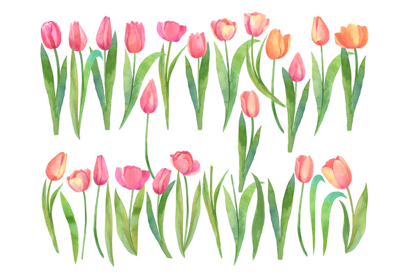 watercolor-tulips-set