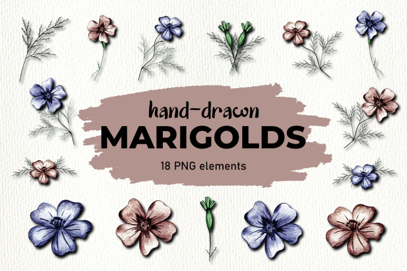 marigold-flower-clipart-illustrations-png