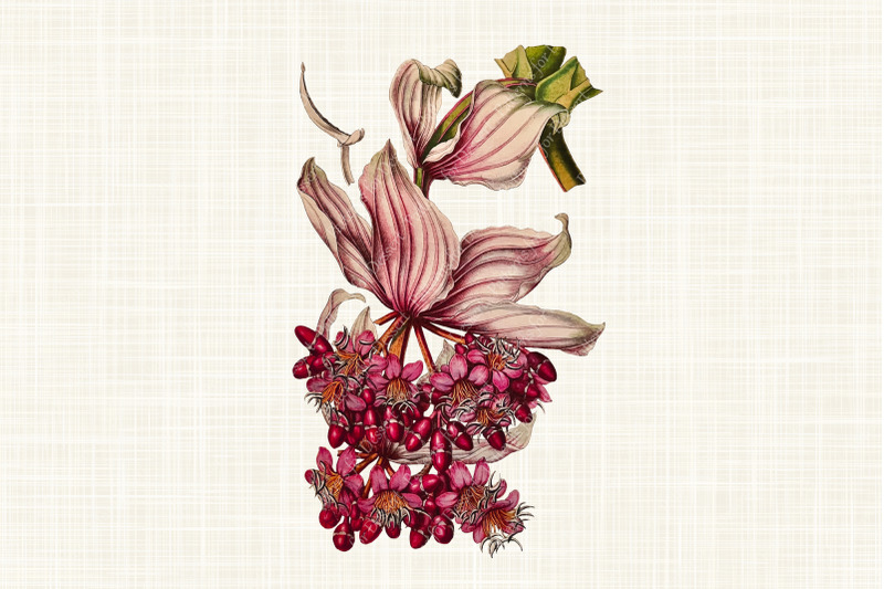 vintage-rose-grape-plant-clip-art