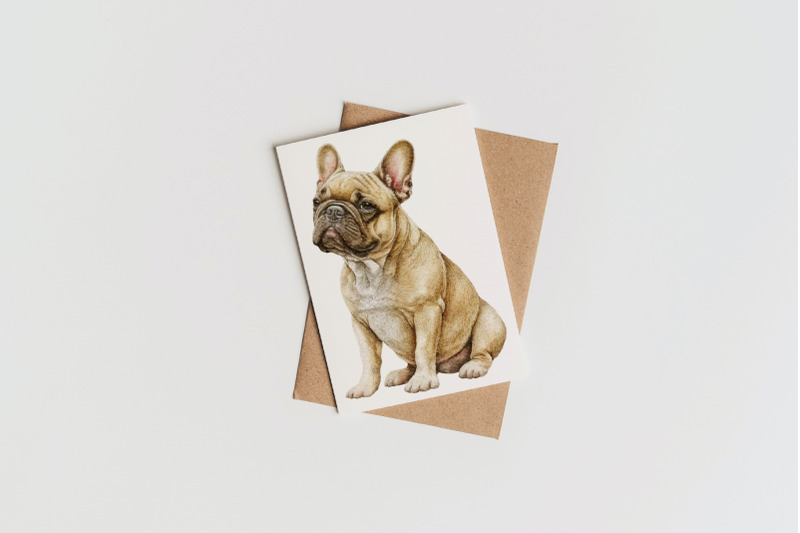 french-bulldog-clipart-png