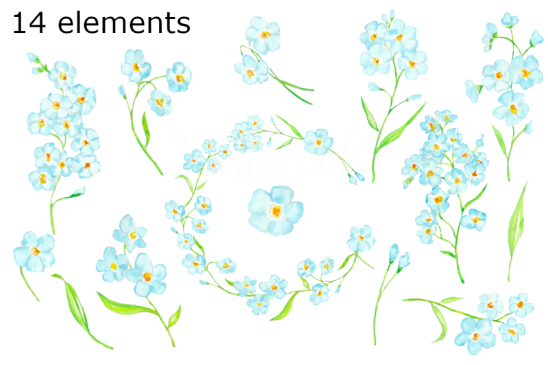 forget-me-not-watercolor-clipart