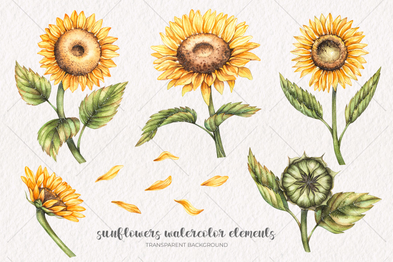 watercolor-sunflowers-watercolor-clipart-png