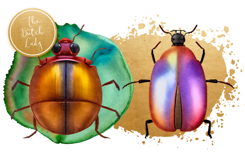 beetles-and-moths-clipart-set