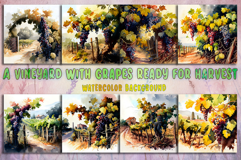 a-vineyard-with-grapes-ready-for-harvest