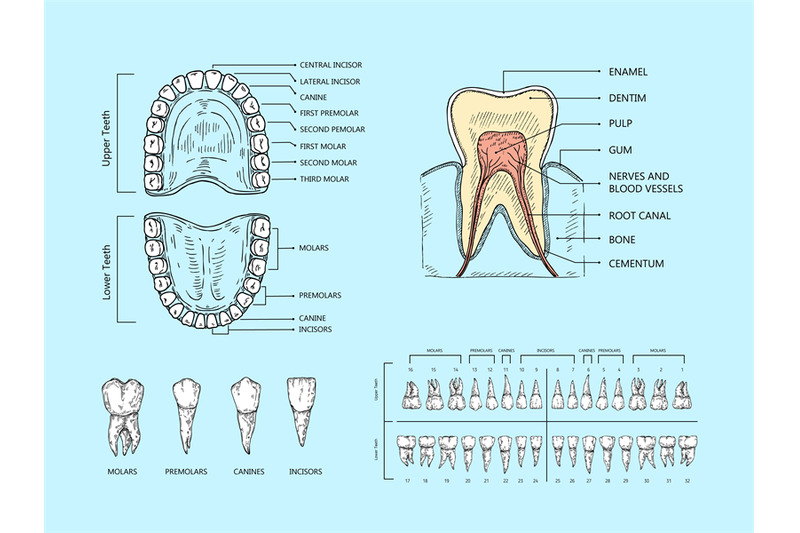 teeth-anatomy-scheme-tooth-structure-infographic-orthodontic-human-t