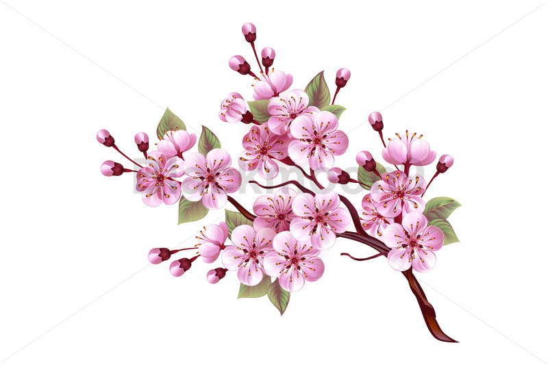 pink-sakura-blossom-branch