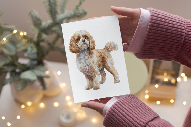 cavapoo-dogs-clipart-png