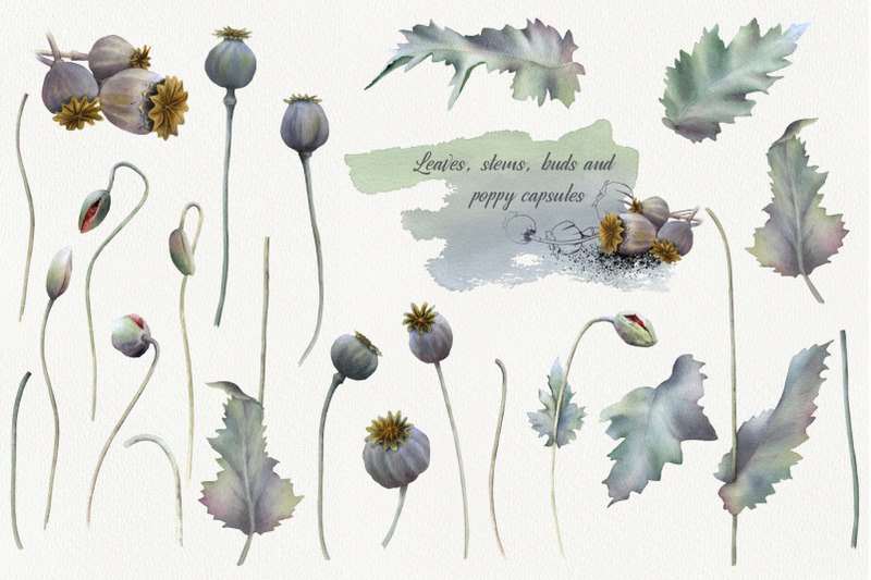 romantic-poppies-watercolor-collection