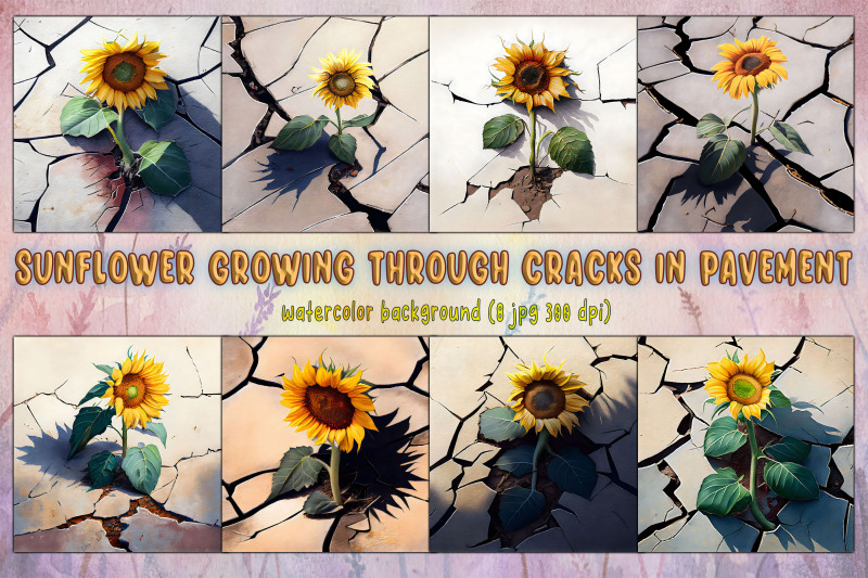 sunflower-growing-through-cracks