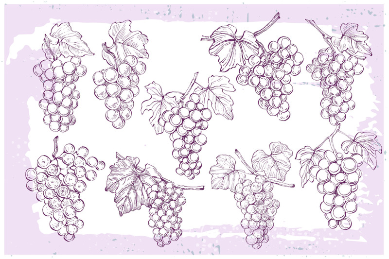 grape-sketch-illustration