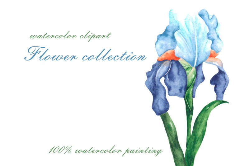 flowers-watercolor-clipart-wildflowers-rose-peony-lily-iris