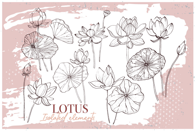 lotus-sketch-ink-drawing